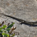 Lacerta agilis agilis - Jašterica krátkohlavá stredoeurópska IMG_2013