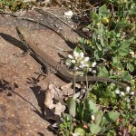 Lacerta agilis agilis - Jašterica krátkohlavá stredoeurópska IMG_2019