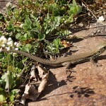 Lacerta agilis agilis - Jašterica krátkohlavá stredoeurópska IMG_2020