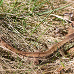 Lacerta agilis agilis - Jašterica krátkohlavá stredoeurópska IMG_5903