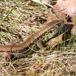 Lacerta agilis agilis - Jašterica krátkohlavá stredoeurópska IMG_5904