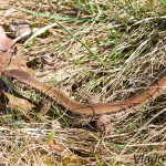 Lacerta agilis agilis - Jašterica krátkohlavá stredoeurópska IMG_5905