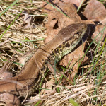 Lacerta agilis agilis - Jašterica krátkohlavá stredoeurópska IMG_5906