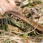 Lacerta agilis agilis - Jašterica krátkohlavá stredoeurópska IMG_5909
