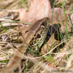 Lacerta agilis agilis - Jašterica krátkohlavá stredoeurópska IMG_5910