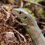 Lacerta viridis - Jašterica zelená 18-57-52