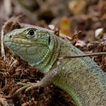 Lacerta viridis - Jašterica zelená 19-01-20