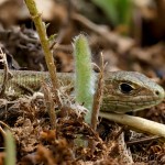 Lacerta viridis - Jašterica zelená 19-02-16