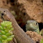 Lacerta viridis - Jašterica zelená 19-03-11