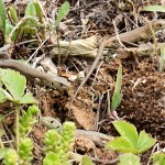 Lacerta viridis - Jašterica zelená 19-04-46