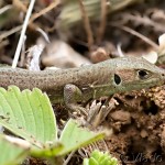 Lacerta viridis - Jašterica zelená 19-06-33