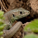 Lacerta viridis - Jašterica zelená 19-07-36