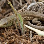 Lacerta viridis - Jašterica zelená 19-11-34