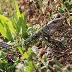 Lacerta viridis - Jašterica zelená  IMG_4030