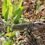 Lacerta viridis - Jašterica zelená  IMG_4031