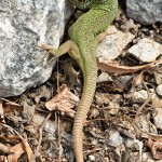 Lacerta viridis - Jašterica zelená IMG_4515