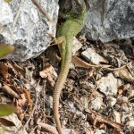 Lacerta viridis - Jašterica zelená IMG_4517