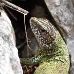 Lacerta viridis - Jašterica zelená IMG_4519