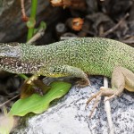 Lacerta viridis - Jašterica zelená IMG_4520