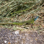 Lacerta viridis - Jašterica zelená IMG_9079