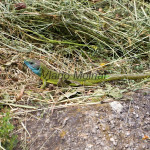 Lacerta viridis - Jašterica zelená IMG_9081