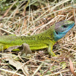 Lacerta viridis - Jašterica zelená IMG_9082