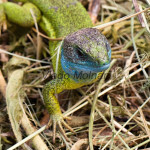 Lacerta viridis - Jašterica zelená IMG_9093