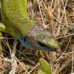 Lacerta viridis - Jašterica zelená IMG_9104