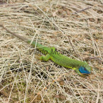 Lacerta viridis - Jašterica zelená IMG_9112