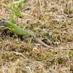 Lacerta viridis - Jašterica zelená IMG_9168