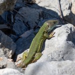 Lacerta viridis - Jašterica zelená IMG_9225