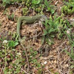 Lacerta viridis - Jašterica zelená  IMG_9232