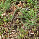 Lacerta viridis - Jašterica zelená  IMG_9233