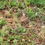 Lacerta viridis - Jašterica zelená  IMG_9235