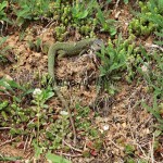 Lacerta viridis - Jašterica zelená  IMG_9236