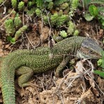 Lacerta viridis - Jašterica zelená  IMG_9238