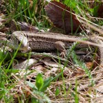 Lacerta vivipara - Jašterica živorodá IMG_2009 (1)