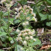 Petasites albus - Deväťsil biely IMG_6362