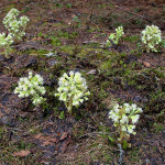 Petasites albus - Deväťsil biely IMG_9880