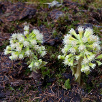 Petasites albus - Deväťsil biely IMG_9881