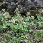 Petasites albus - Deväťsil biely IMG_9951