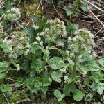 Petasites albus - Deväťsil biely IMG_9952