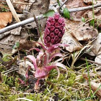 Petasites hybridus  - Deväťsil lekársky 213134