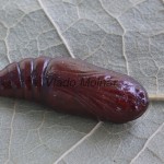 Phlogophora meticulosa - Sivkavec mramorovaný 181449