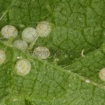 Phlogophora meticulosa - Sivkavec mramorovaný 20-42-00