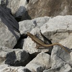 Podarcis muralis - Jašterica múrová IMG_4010