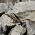 Podarcis muralis - Jašterica múrová IMG_4015