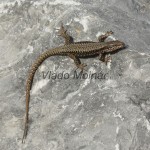 Podarcis muralis - Jašterica múrová IMG_4017