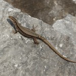 Podarcis muralis - Jašterica múrová IMG_4017