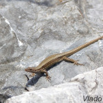 Podarcis muralis - Jašterica múrová IMG_5737